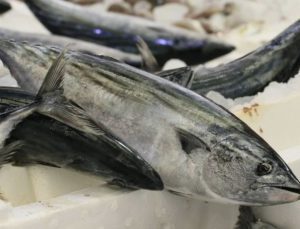 Palamut Kastamonulu balıkçıların yüzünü güldürdü