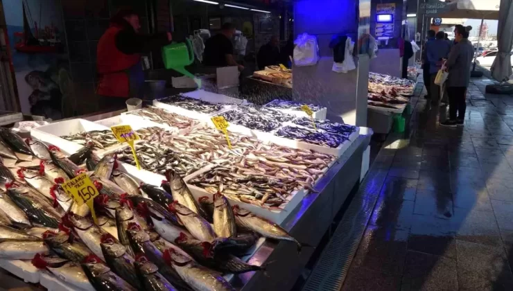 Palamut Sezonu Sonrasında Hamsi Umudu