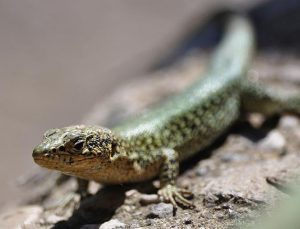 Pankreas tümörlerine yeni teşhis yöntemi: Kertenkele tükürüğü