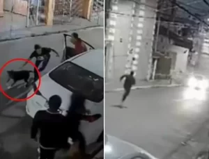 Pit bull köpeğini saldırganların üzerine salarak ailesini kurtardı