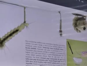 Prof. Dr. Ali Satar: Sivrisineklerle Mücadelede Bölgesel Farklılıklar Önemli