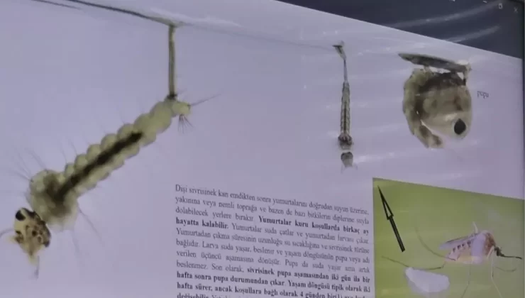 Prof. Dr. Ali Satar: Sivrisineklerle Mücadelede Bölgesel Farklılıklar Önemli