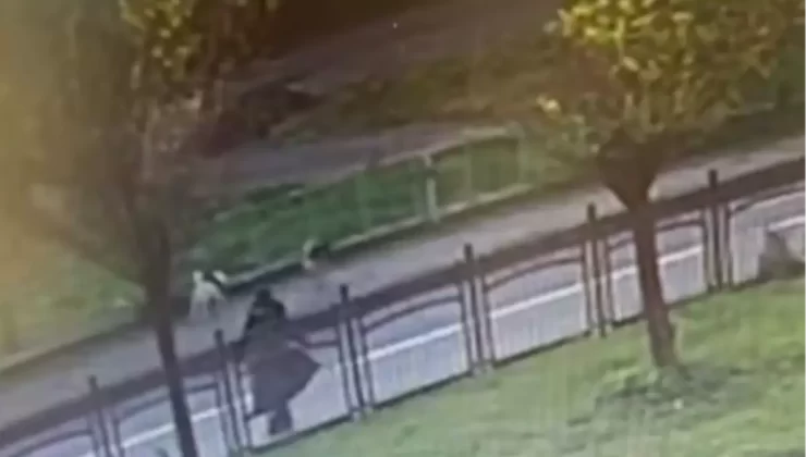 Rize’de Kadın Başıboş Köpeklerin Saldısına Uğradı