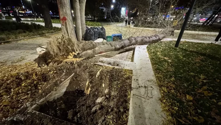 Rüzgar Ağacı Devrildi