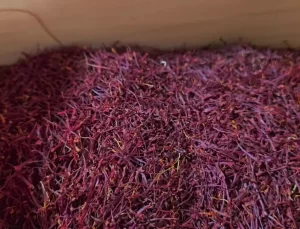 Safranbolu’da Safran Hasadı Tamamlandı