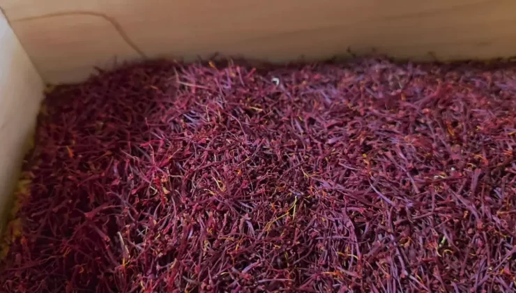 Safranbolu’da Safran Hasadı Tamamlandı