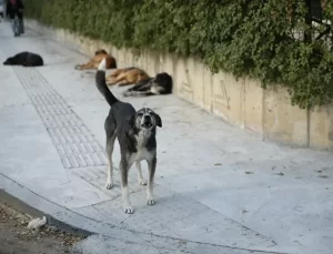 Sahipsiz Köpek Saldırısı: 70 Yaşında Adam Yaralandı