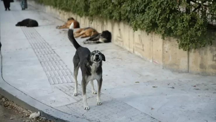 Sahipsiz Köpek Saldırısı: 70 Yaşında Adam Yaralandı
