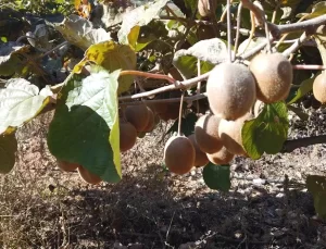 Saimbeyli’de İlk Kivi Hasadı Yapıldı