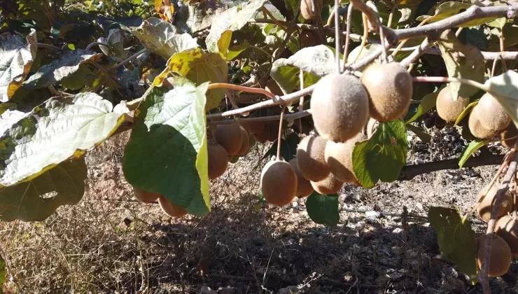 Saimbeyli’de İlk Kivi Hasadı Yapıldı