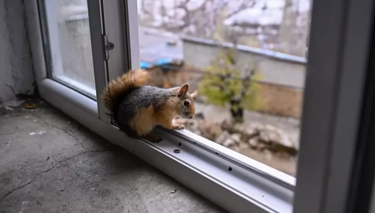 Şakir’in Sincabı: Fındık