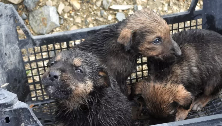 Samandağ’da Yavru Köpekler Su Tahliye Borusundan Kurtarıldı