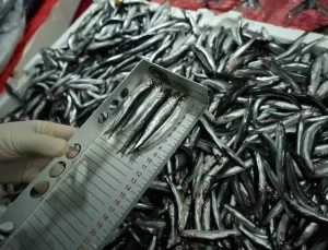 Samsun’da Balık Denetimleri Sertleşiyor: 92 İşletmeye 2 Milyon TL Ceza