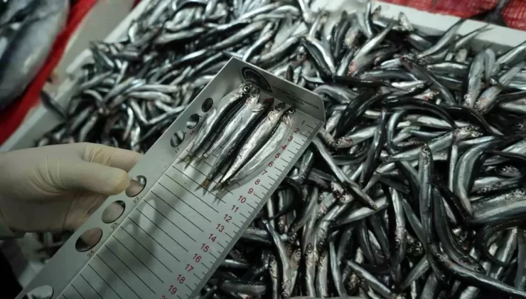 Samsun’da Balık Denetimleri Sertleşiyor: 92 İşletmeye 2 Milyon TL Ceza