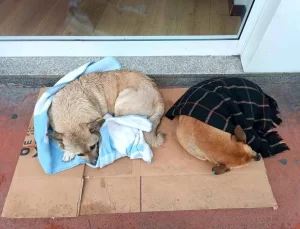 Samsun’da Esnaftan Sokak Köpeklerine Şal Desteği