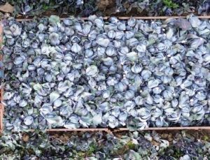 Samsun’da kırmızı lahanadan 130 bin ton rekolte bekleniyor