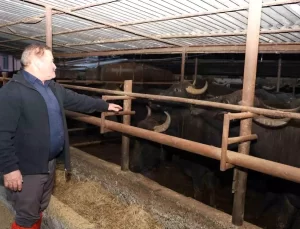 Samsun’da Manda Sayısı Düşüyor