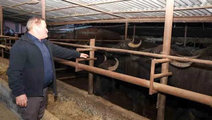 Samsun’da Manda Sayısı Düşüyor