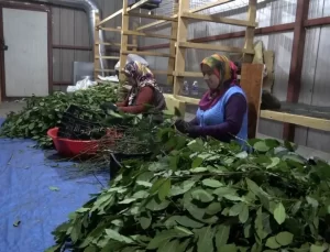 Samsun’da Tıbbi Bitki İhracatı Artıyor