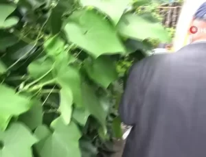 Samsun’da Tropikal Meyve Bahçesi