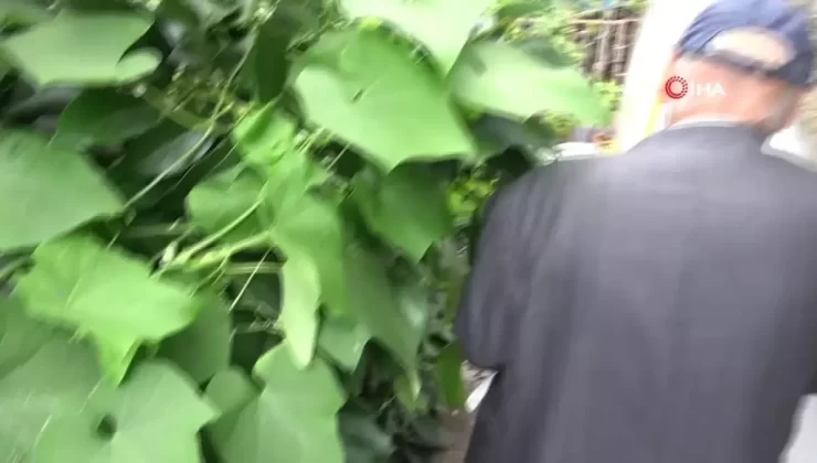 Samsun’da Tropikal Meyve Bahçesi