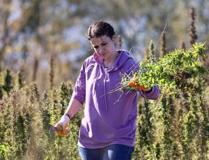 Samsun’da üniversiteliler keneviri faydalı ürüne dönüştürüyor