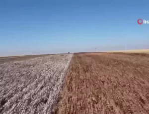 Şanlıurfa’da Doğal Renkli Pamuk Hasadı Başladı