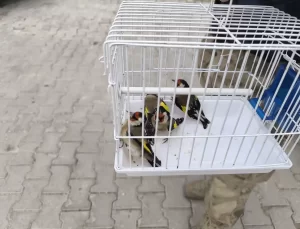 Şanlıurfa’da Saka Kuşları Doğaya Salındı