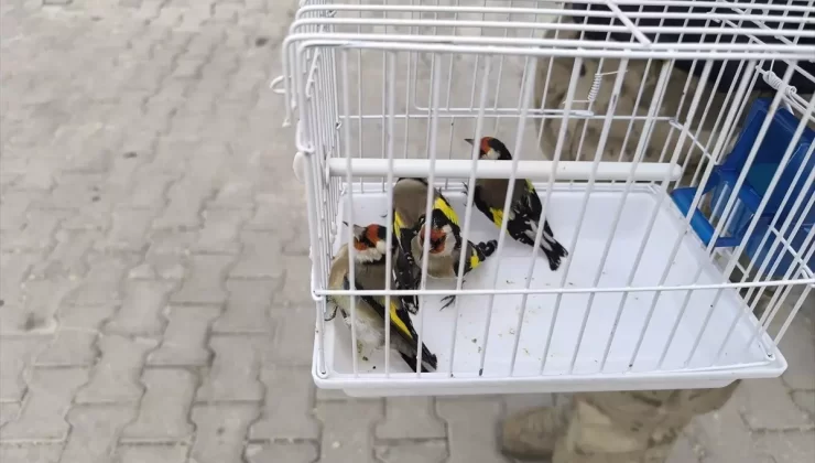 Şanlıurfa’da Saka Kuşları Doğaya Salındı