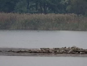 Sapanca Gölü’nde Tarihi Kilise Kalıntısı Ortaya Çıktı