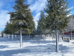 Sarayönü’nde Kar Yağışı Etkili Oldu