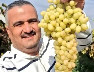 Sarıgöl’de Üzüm Üreticisine Yüz Güldüren Fiyatlar