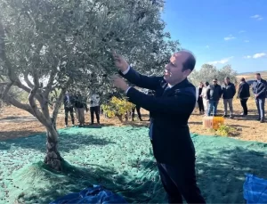 Şarköy’de Zeytin Hasadı Etkinliği Düzenlendi