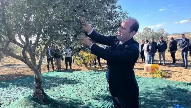 Şarköy’de Zeytin Hasadı Etkinliği Düzenlendi