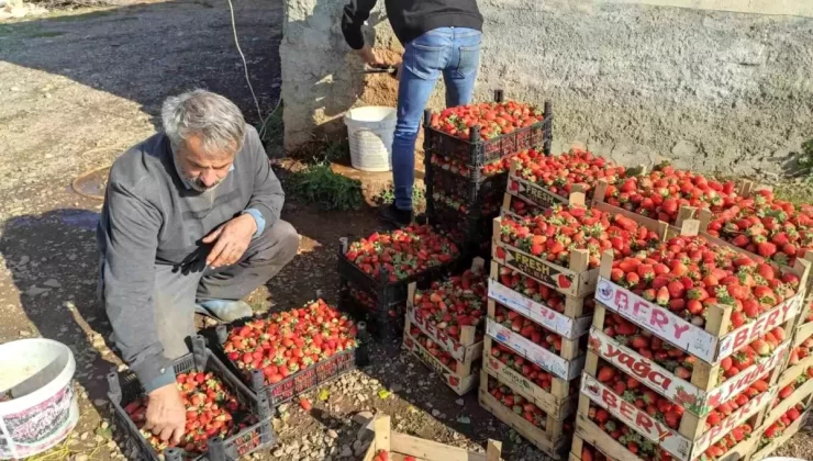 Sason’da Çilek Hasadı Başladı
