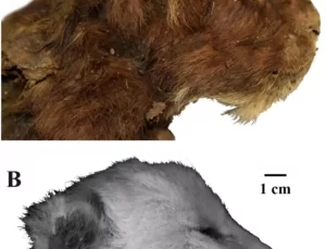 Sibirya’da 35 Bin Yıl Önceye Ait Kılıç Dişli Kedi Mumyası Keşfedildi