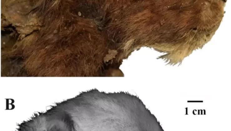 Sibirya’da 35 Bin Yıl Önceye Ait Kılıç Dişli Kedi Mumyası Keşfedildi