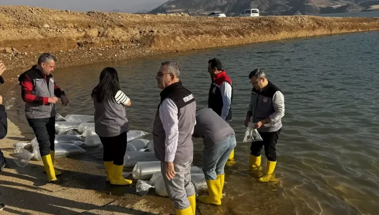 Siirt’te 2 Milyon Şabut Yavrusu Bırakıldı