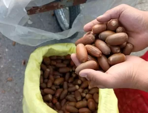 Siirt’te Kestane Yerine Meşe Palamudu