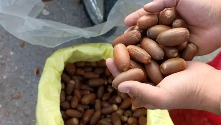 Siirt’te Kestane Yerine Meşe Palamudu