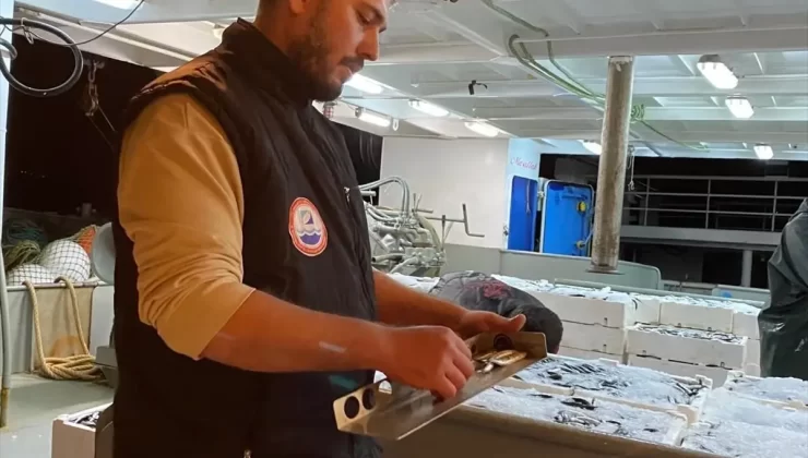 Sinop’ta 4 ton balığa el kondu