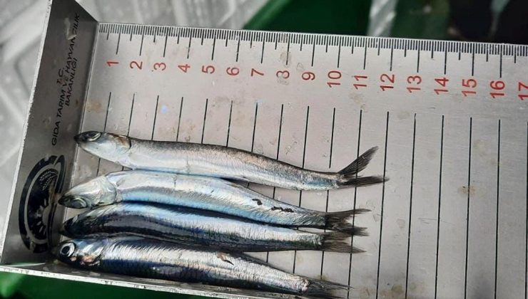 Sinop’ta balık boyu denetimleri: 5 ton balığa el konuldu