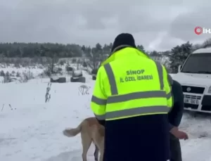 Sinop’ta Hayvanlara Yem Desteği