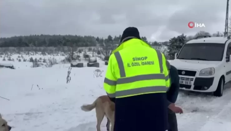 Sinop’ta Hayvanlara Yem Desteği