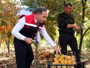 Şırnak’ta Cennet Hurması İle Geçim