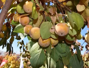 Şırnak’ta Trabzon Hurması Hasadı Yapıldı