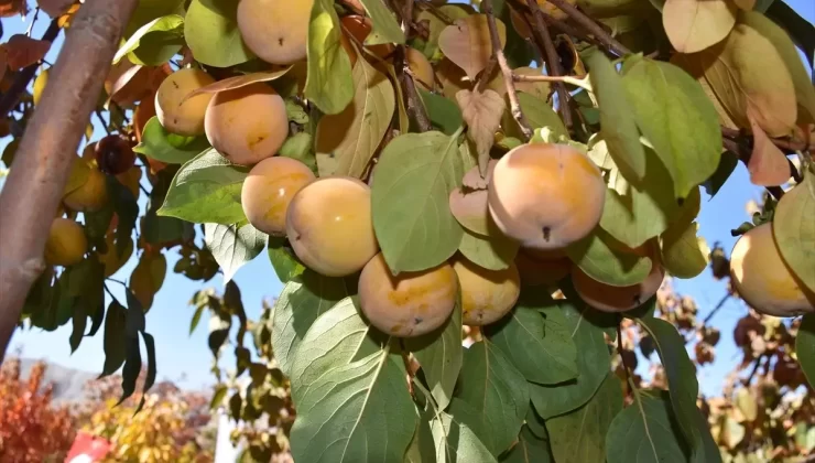 Şırnak’ta Trabzon Hurması Hasadı Yapıldı