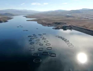 Sivas’tan Somon Adayları Karadeniz’e