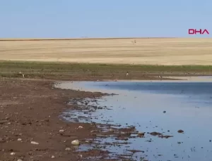 Sivrisineklerle Mücadelede Ekolojik Koşullar Önemli