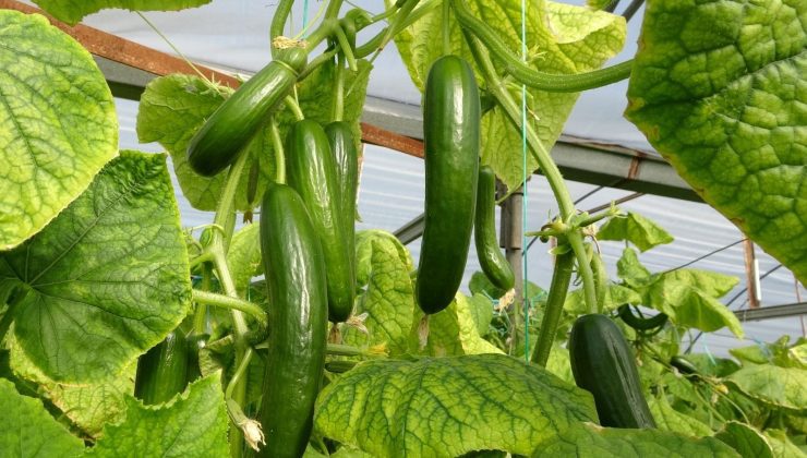 Soğuk havalar nedeniyle 2 günde 1 toplanıyor, bu yıl yüz güldürdü: “10 senede ilk kez bu kadar kazandık”